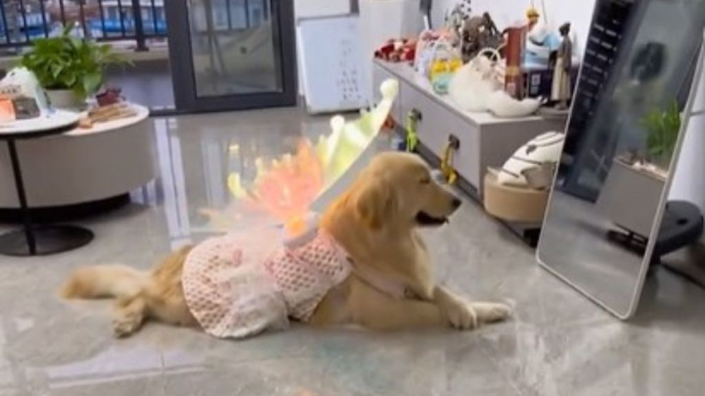 Golden retriever modeling her butterfly wings in front of a mirror with her front paws crossed.