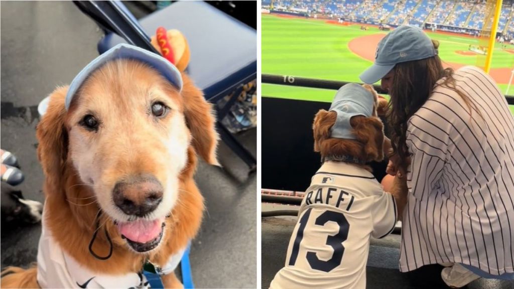 Left image shows Rafi the golden retriever in his Tampa Bay Rays baseball cap. Right image shows Rafi and his mom in his new #13 jersey watching the game.