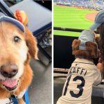 Left image shows Rafi the golden retriever in his Tampa Bay Rays baseball cap. Right image shows Rafi and his mom in his new #13 jersey watching the game.