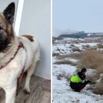 Left image shows Hero, the hero dog. Right image shows the rescue scene where a first responder holds Hero to the side where he can watch as they help his owner.