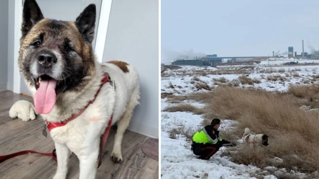 Left image shows Hero, the hero dog. Right image shows the rescue scene where a first responder holds Hero to the side where he can watch as they help his owner.