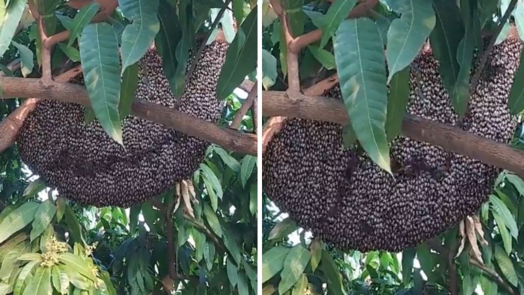 Images show the progression of honey bees "shimmering." The darker lines represent the movement of a wave, or ripple across the surface of the nest.