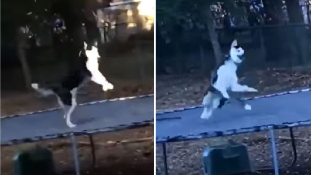 Images show a happy husky jumping on a trampoline.
