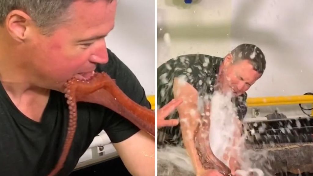 Left image shows Jeff Corwin having his lips sealed by an octopus tentacle. Right image shows Jeff Corwin being "showered" with affection from Pat the octopus.