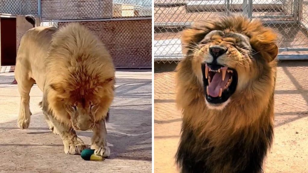 Left image shows a lion after he dropped an Emu egg. Right image shows the lion making "the stinky face."