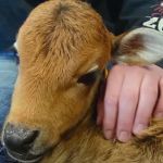 Image shows a miniature zebu baby cow sitting on the lap of an employee at A & G Shooting.