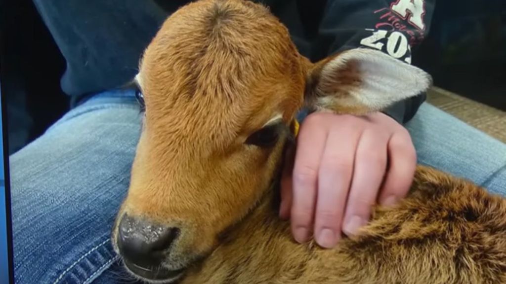 Image shows a miniature zebu baby cow sitting on the lap of an employee at A & G Shooting.