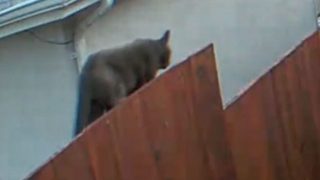Image shows a cat thought to be a mountain lion walking along a fence.