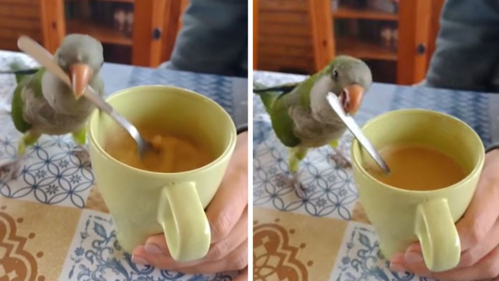 Images show Richard the parrot stirring his owner's morning coffee with gusto.