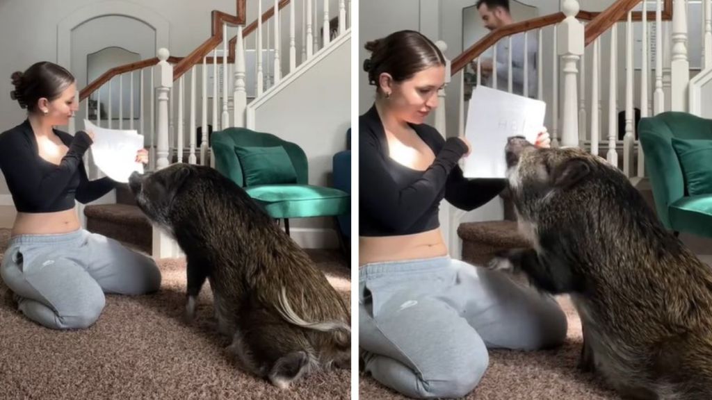 Images show a pig who learns to read using flash cards. Left image is the pig sitting. Right image shows the pig giving a high five.