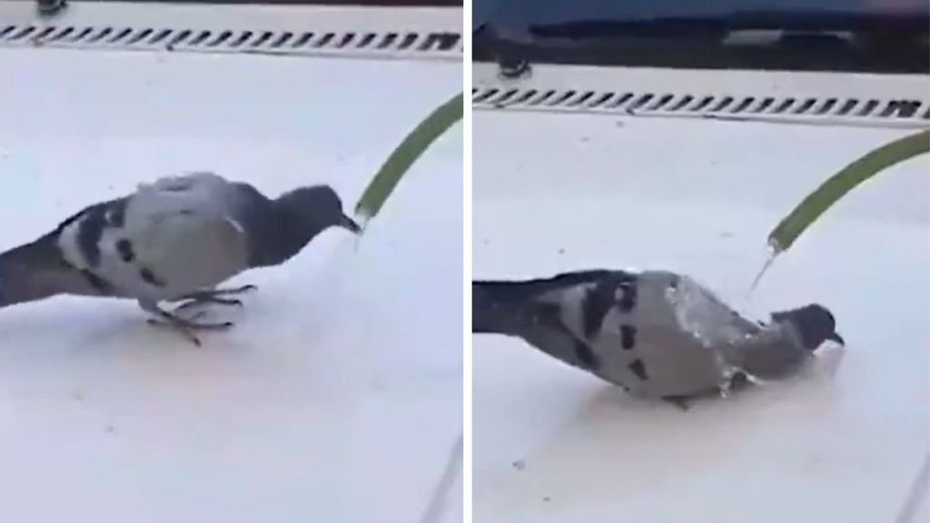 Left image shows a pigeon taking a drink of water from a hose. Right image shows pigeon getting a bath on a hot day from a man washing his truck.