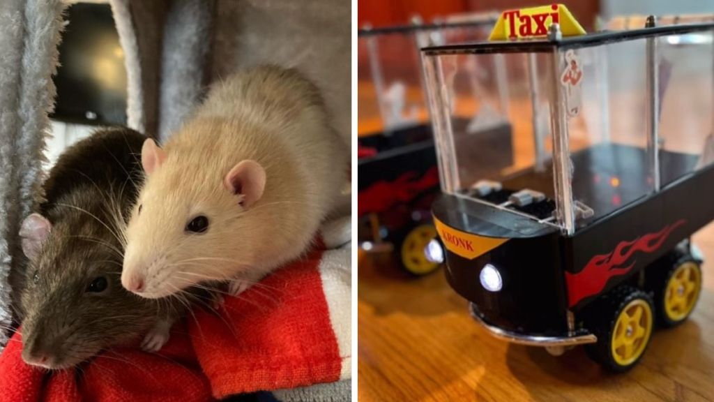 Left image shows pet rats Kuzco and Kronk. Right image shows the custom cars the rats are learning to drive.