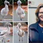 Left part of image shows the six hatchlings from the saved flamingo eggs. Right image shows flight attendant Amber May of Alaska Airlines.