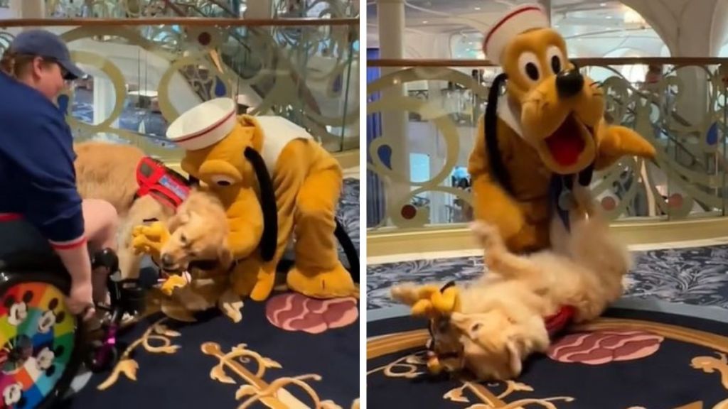 Images show Pluto playing with a disabled passenger's service dog on a Disney Cruise.