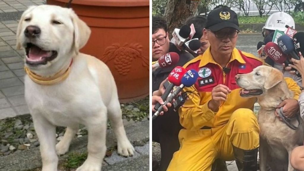 Left image shows Roger the rescue dog as a puppy. Right image shows Roger getting a treat after successful operations following the Taiwan earthquake.