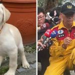 Left image shows Roger the rescue dog as a puppy. Right image shows Roger getting a treat after successful operations following the Taiwan earthquake.