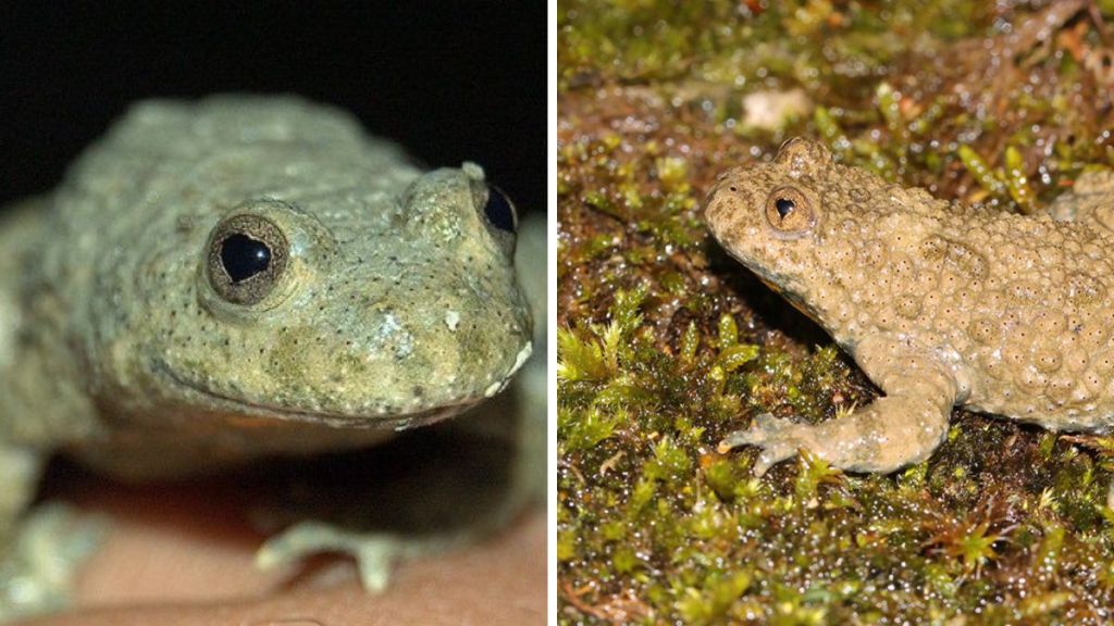Left image shows a closeup of a toad with heart shaped pupils. Right image shows the same type of toad from the side.