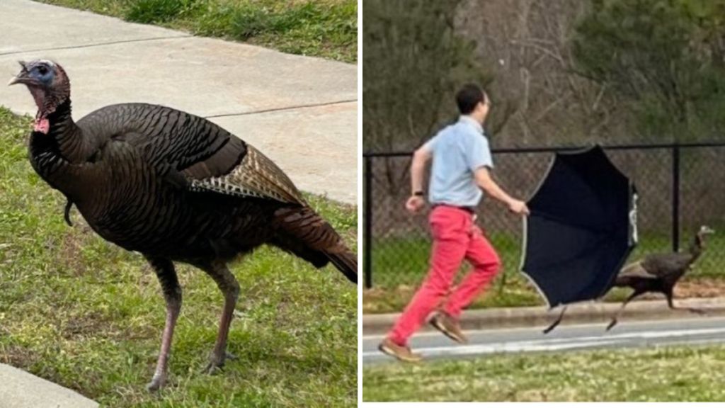 Left image shows a wild turkey that was terrorizing a school in NC. Right image shows the school principal chasing the wild turkey with an open umbrella.