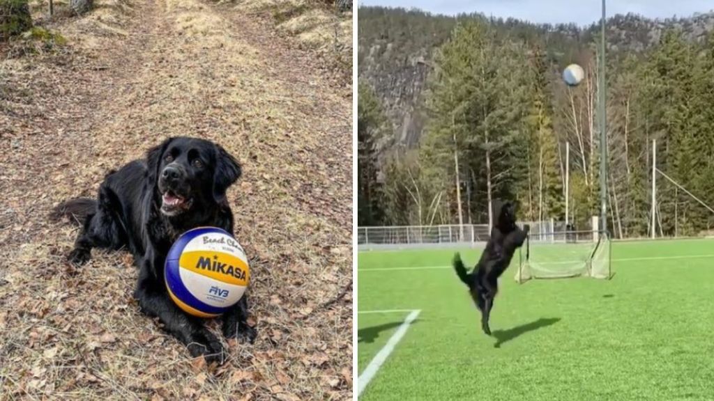 Kiara the volleyball-playing dog. Left image she is posing with a ball in a woody setting. Right image she is playing "pepper" with her owner and another player.