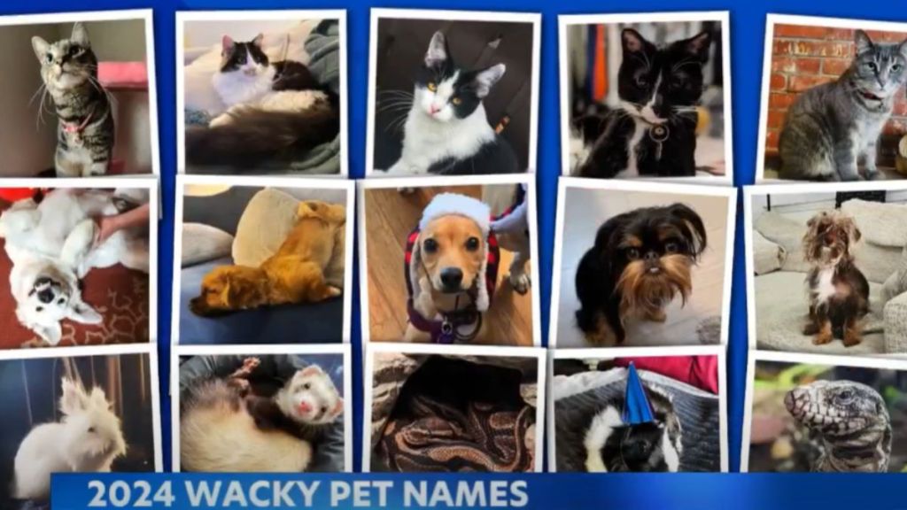 Banner image showing contestants in the 2024 Wacky Pet Name contest for nationwide Insurance.