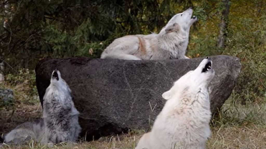 Image shows three wolves howling at the Wolf Conservation Center in South Salem, MY.