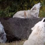 Image shows three wolves howling at the Wolf Conservation Center in South Salem, MY.