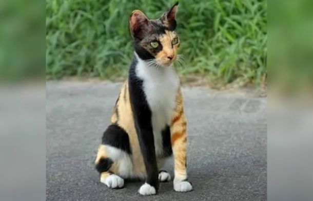 Fake-looking cat with no matching parts.