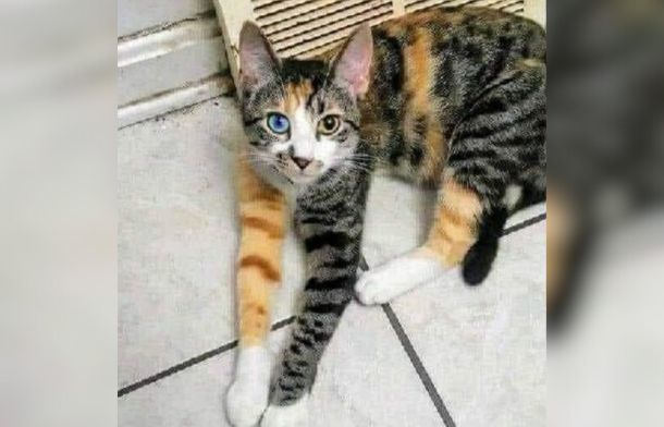 Image shows a cat that doesn't have any matching parts.