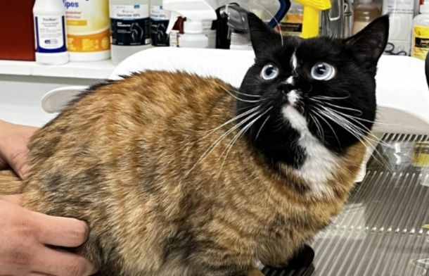 frankenstein cat