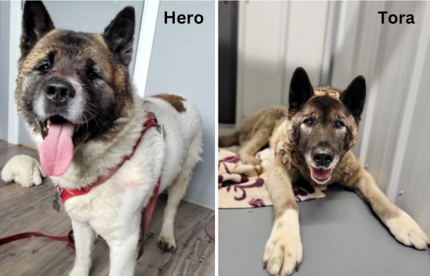 Left image shows Hero, the hero dog. Right image shows Hero's sister Tora.
