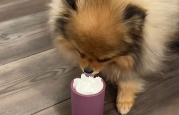 Image shows the family dog enjoying a pup cup from the dad's ice cream shop.