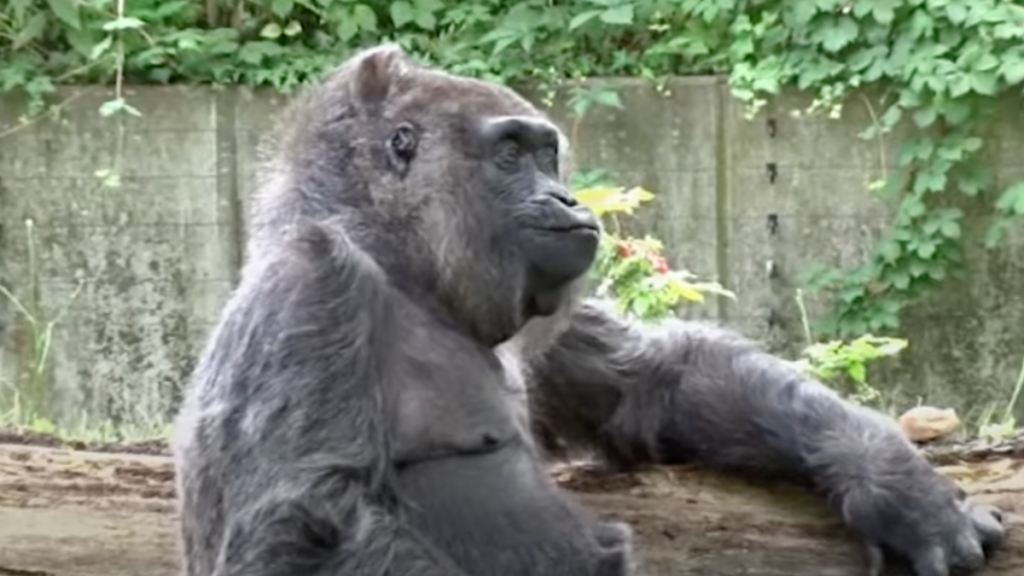 Oldest Gorilla