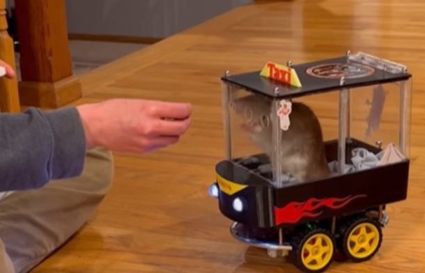 Rescued rat Kronk learning to drive his custom car.
