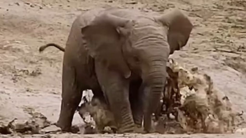 Image shows a baby elephant joyfully splashing through a mud puddle.