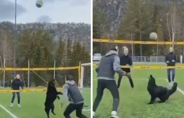 Kiara the volleyball-playing dog using her nose to make perfect set shots for her partner.
