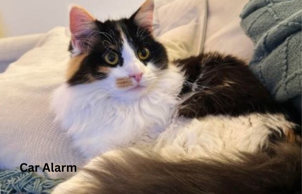 Cat named Car Alarm entered in the 2024 Wacky Pet Names contest.