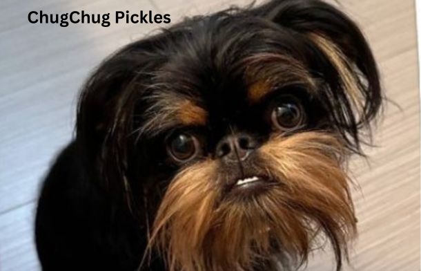 Dog named ChugChug Pickles entered in the 2024 Wacky Pet Names contest.