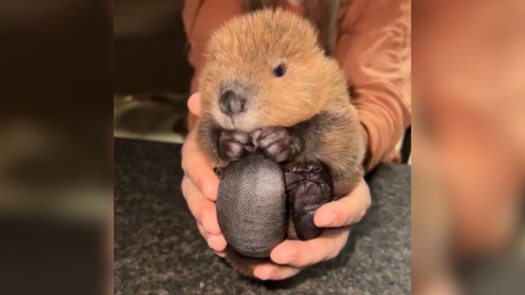 A tiny baby beaver being held in a pair of human hands.