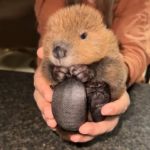 A tiny baby beaver being held in a pair of human hands.