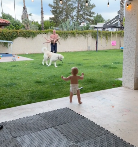 A baby in a diaper stands up in the backyard while his dad and sister play with a dog.