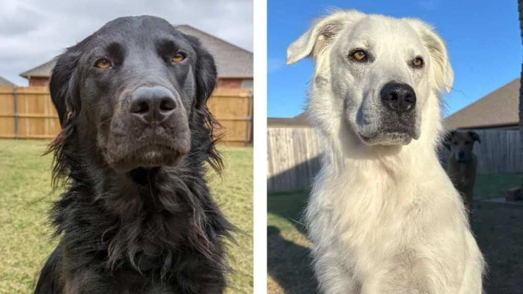 A side by side of a black dog next to a later photo where his fur is all white.