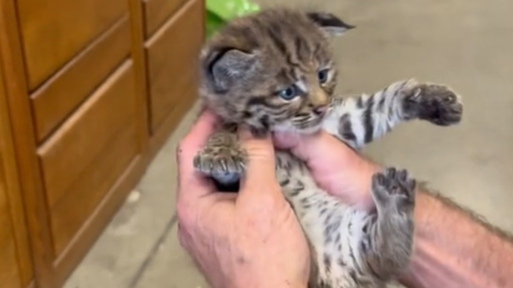 Close up of a bobcat kitten being held in someone's hands.