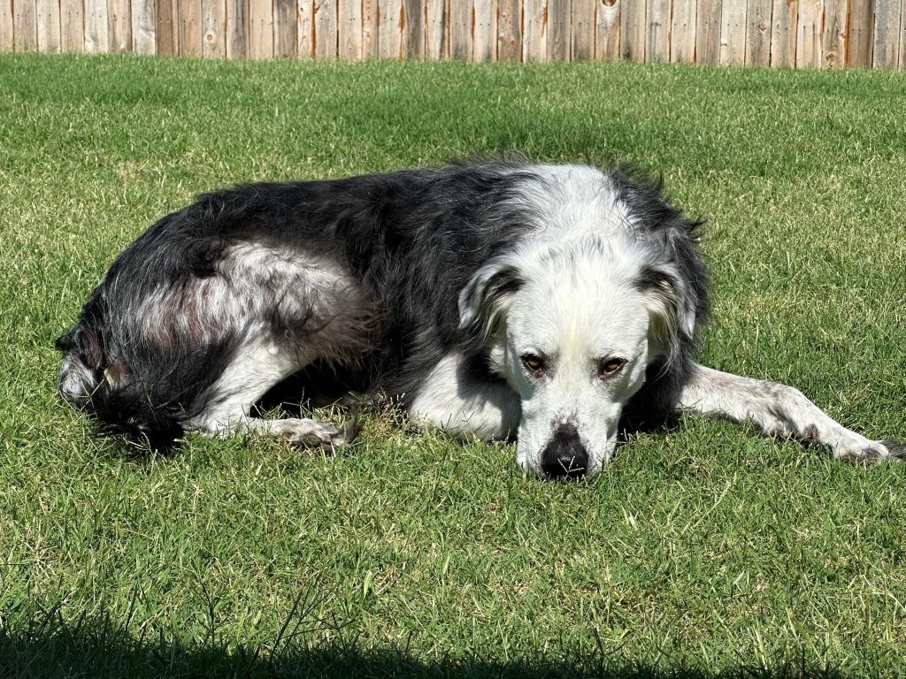 A black and white dog laying in the grass. 