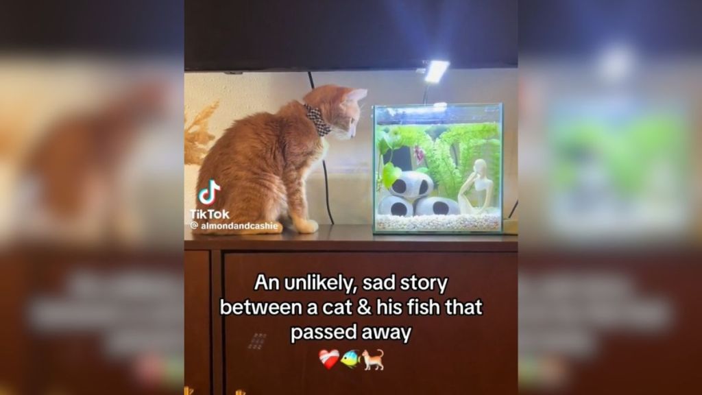 cat friendship fish
