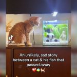 cat friendship fish