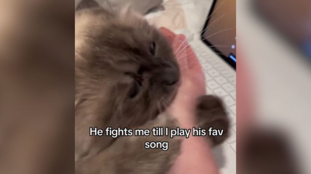 A cat bites his owner's hand.