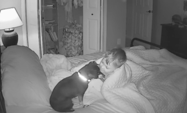 A toddler talking to a little dog sitting in his bed.
