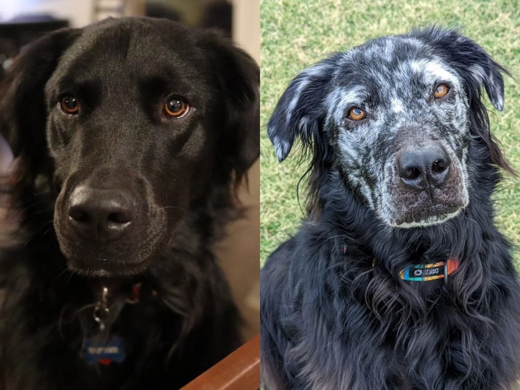 A side by side of a black dog next to a later photo where he has white spots. 