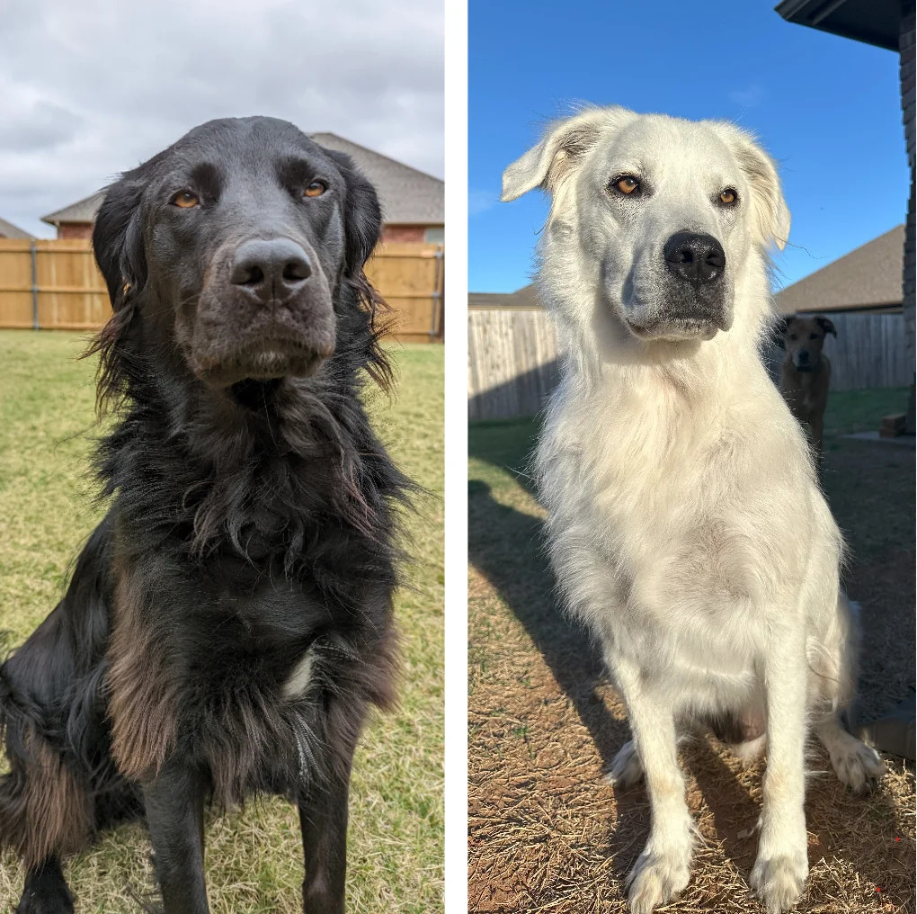 A side by side of a black dog next to a later photo where his fur is all white.
