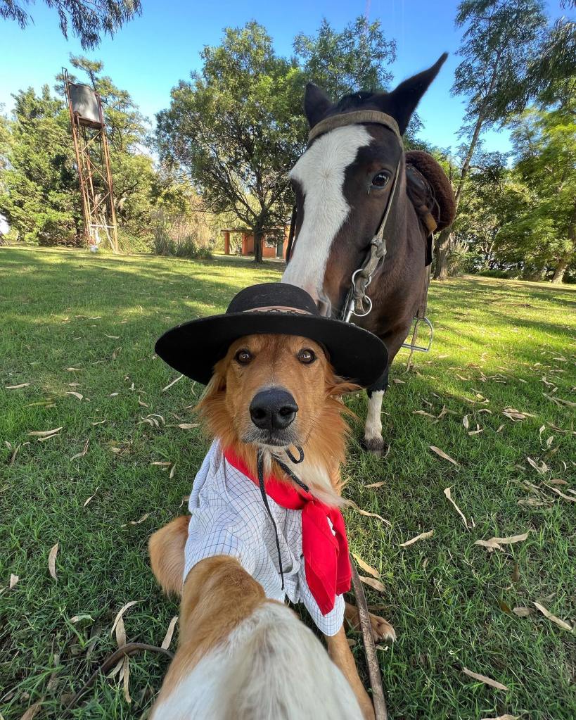 A dog wearing a hat, shirt, and red handkerchief while standing with a horse.